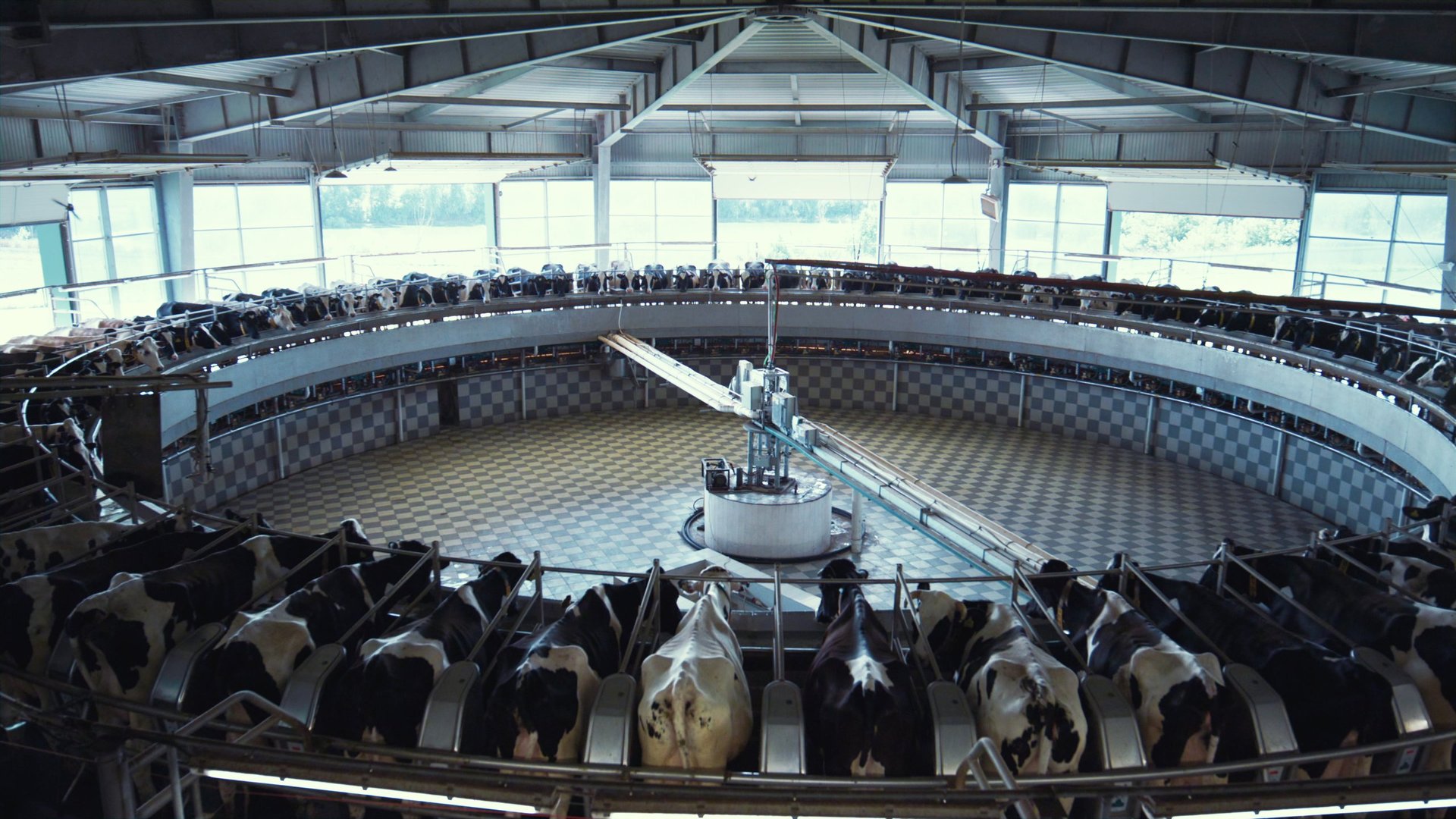 Modern milking carousel at dairy production farm