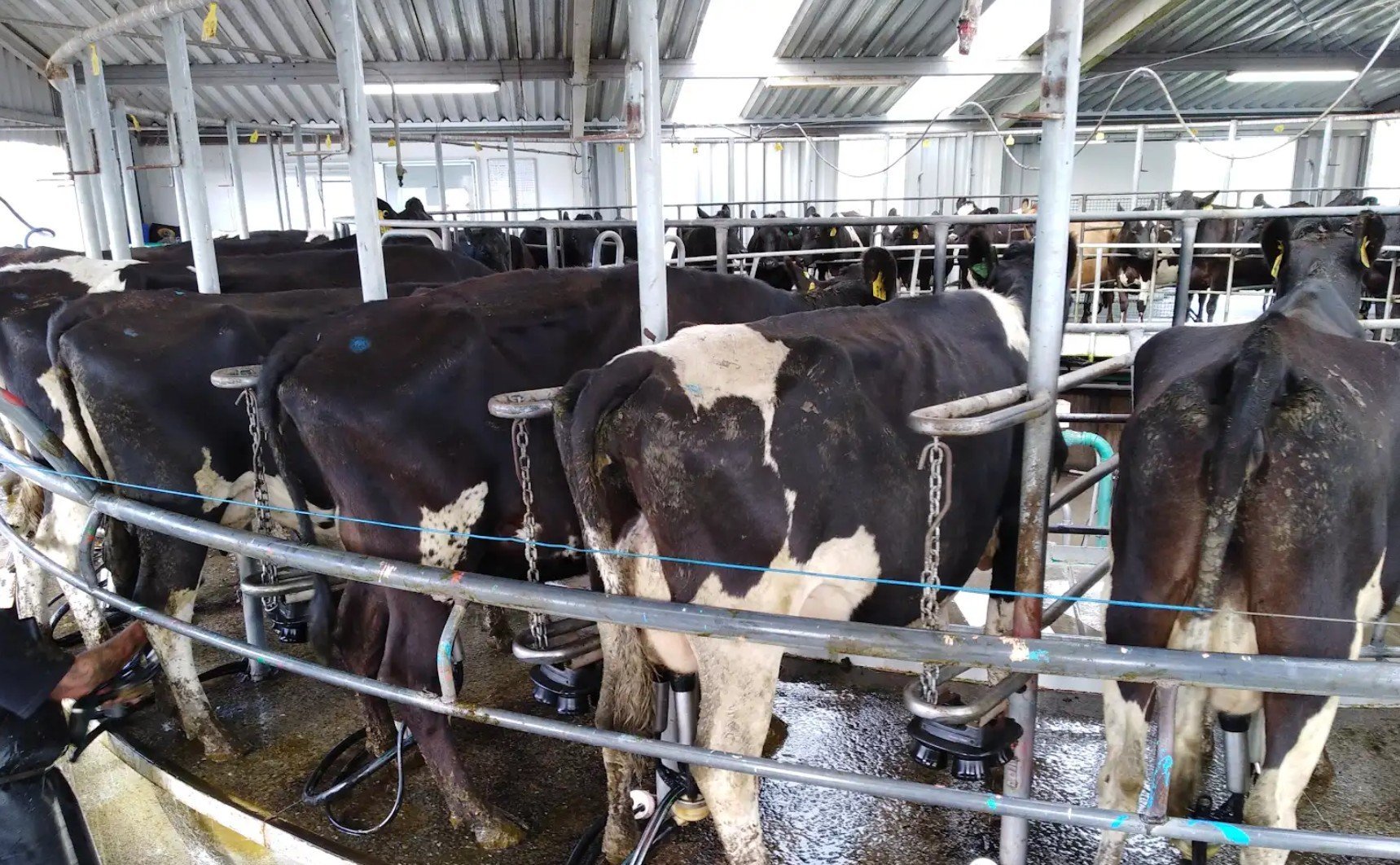 Dairy cattle in modern barn stalls with metal railings and industrial ventilation system